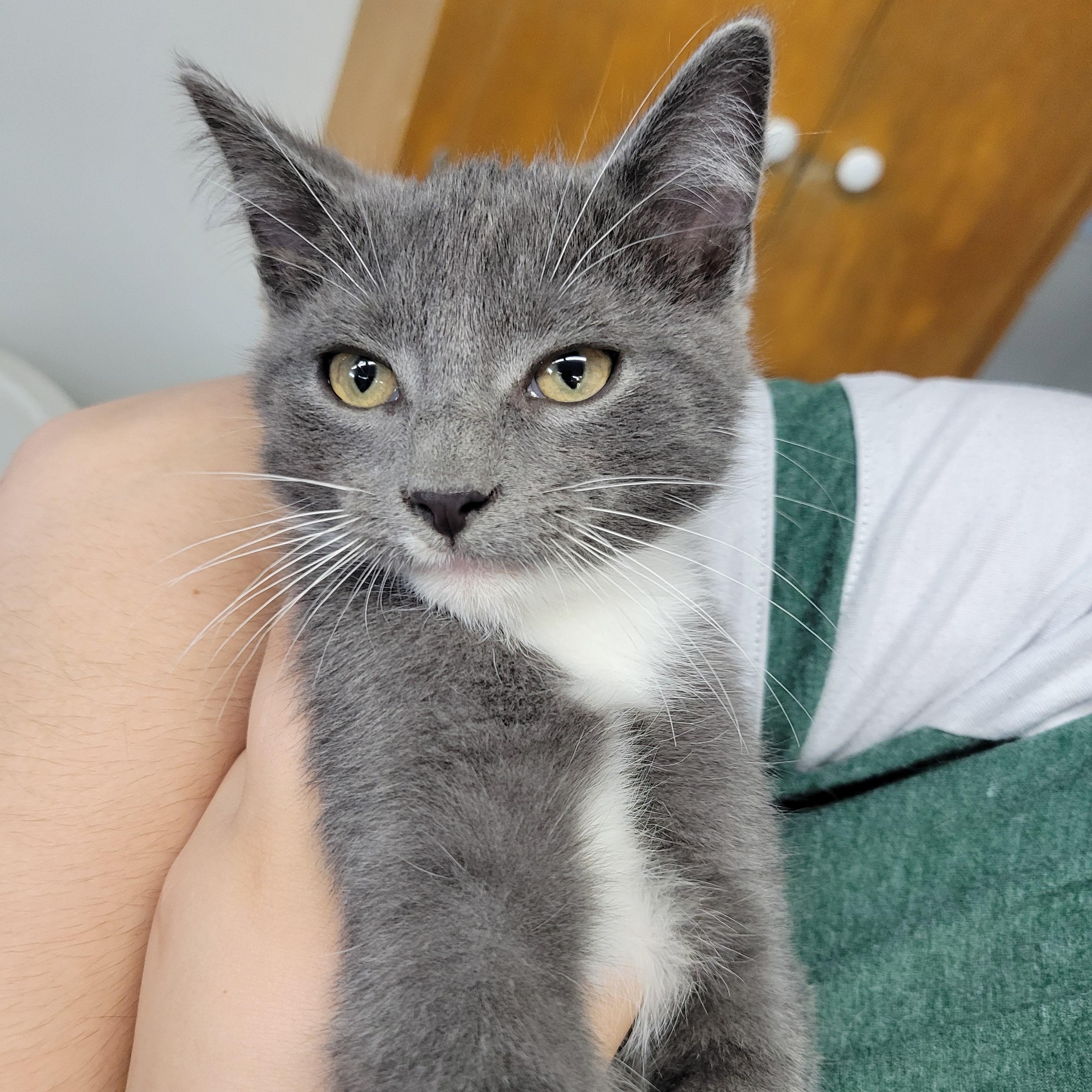 Tut, a Adoptable Domestic Short Hair in Clarinda, IA image 3/5