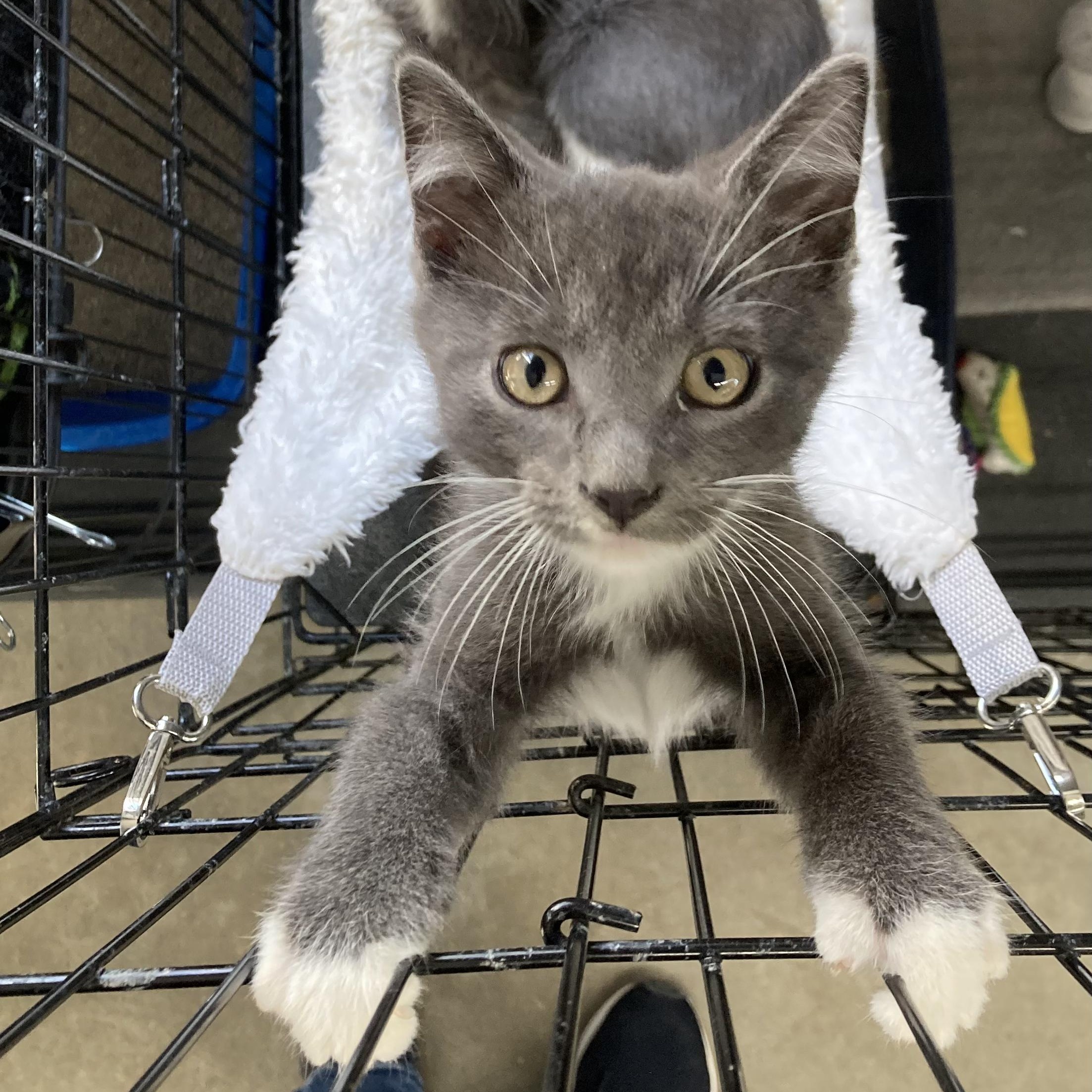 Tut, a Adoptable Domestic Short Hair in Clarinda, IA image 1/5