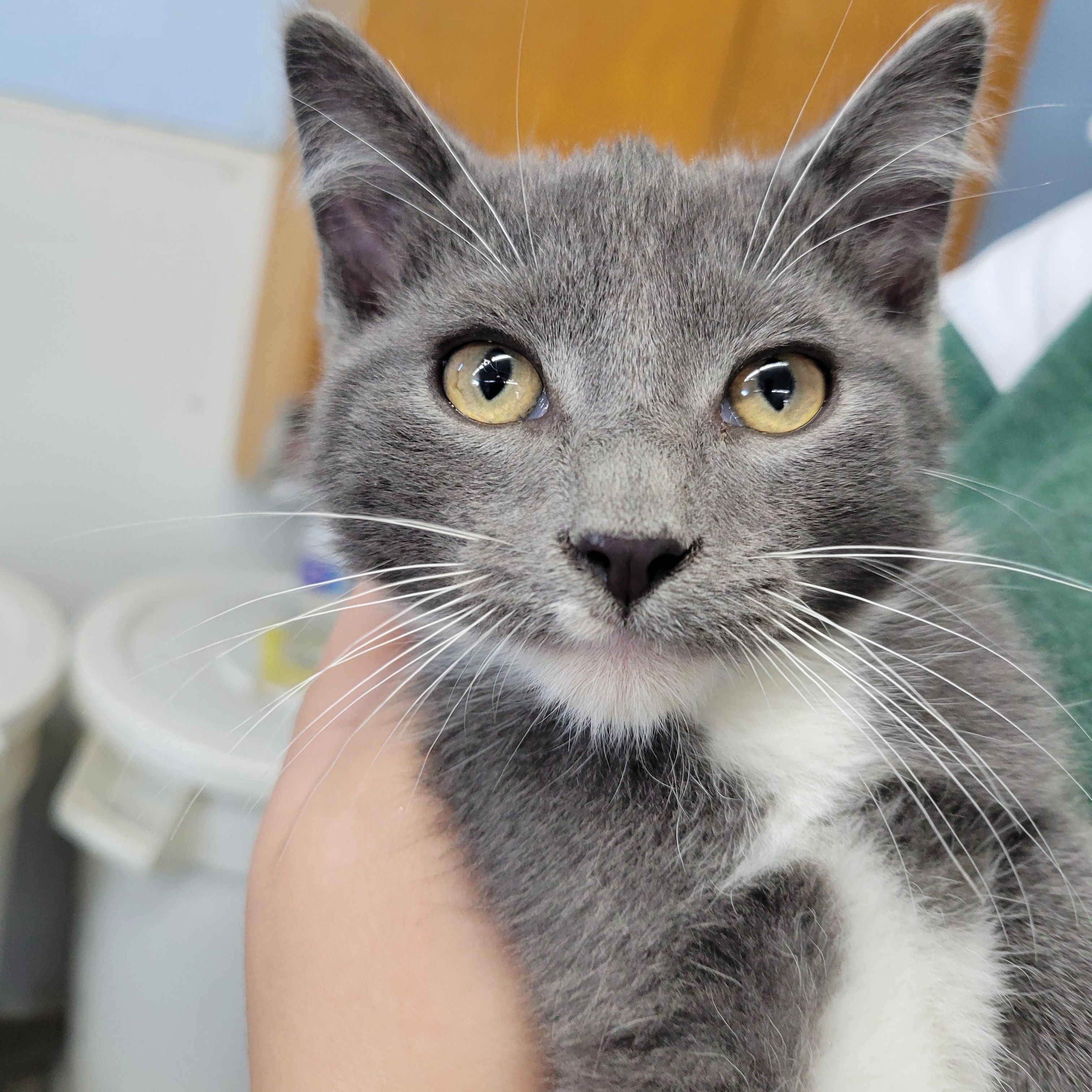 Tut, Adoptable, Kitten Male Domestic Short Hair.