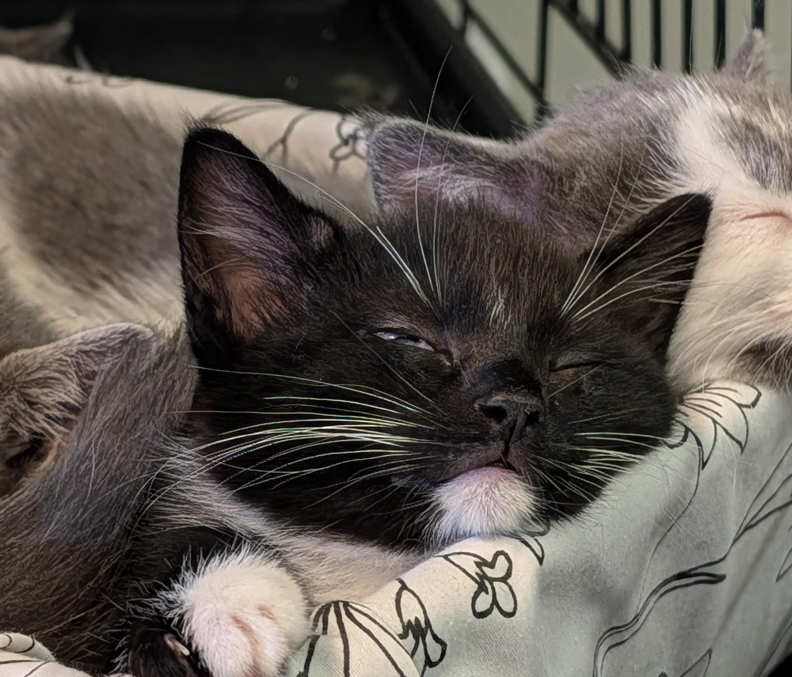 Piper, ADOPTABLE, Kitten Female Domestic Short Hair.