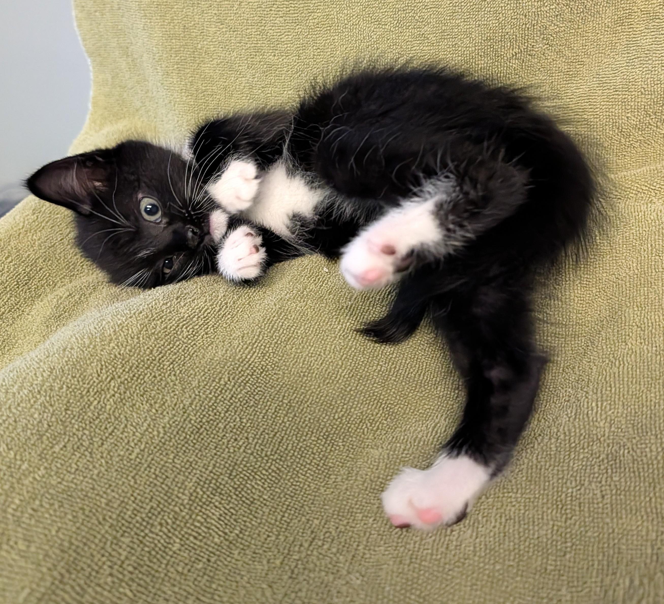 Piper, a ADOPTABLE Domestic Short Hair in Brockport, NY image 2/5