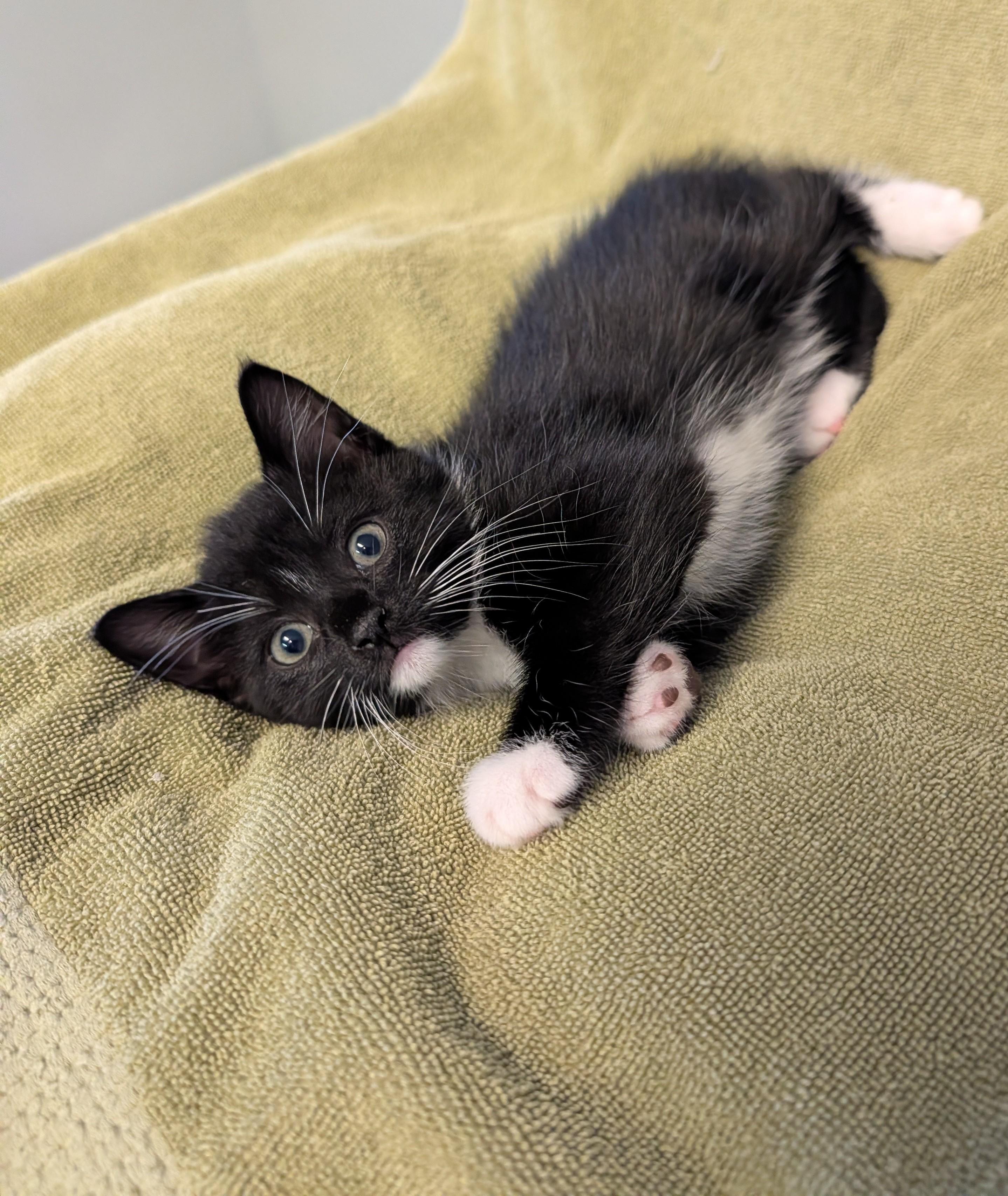 Piper, a ADOPTABLE Domestic Short Hair in Brockport, NY image 3/5