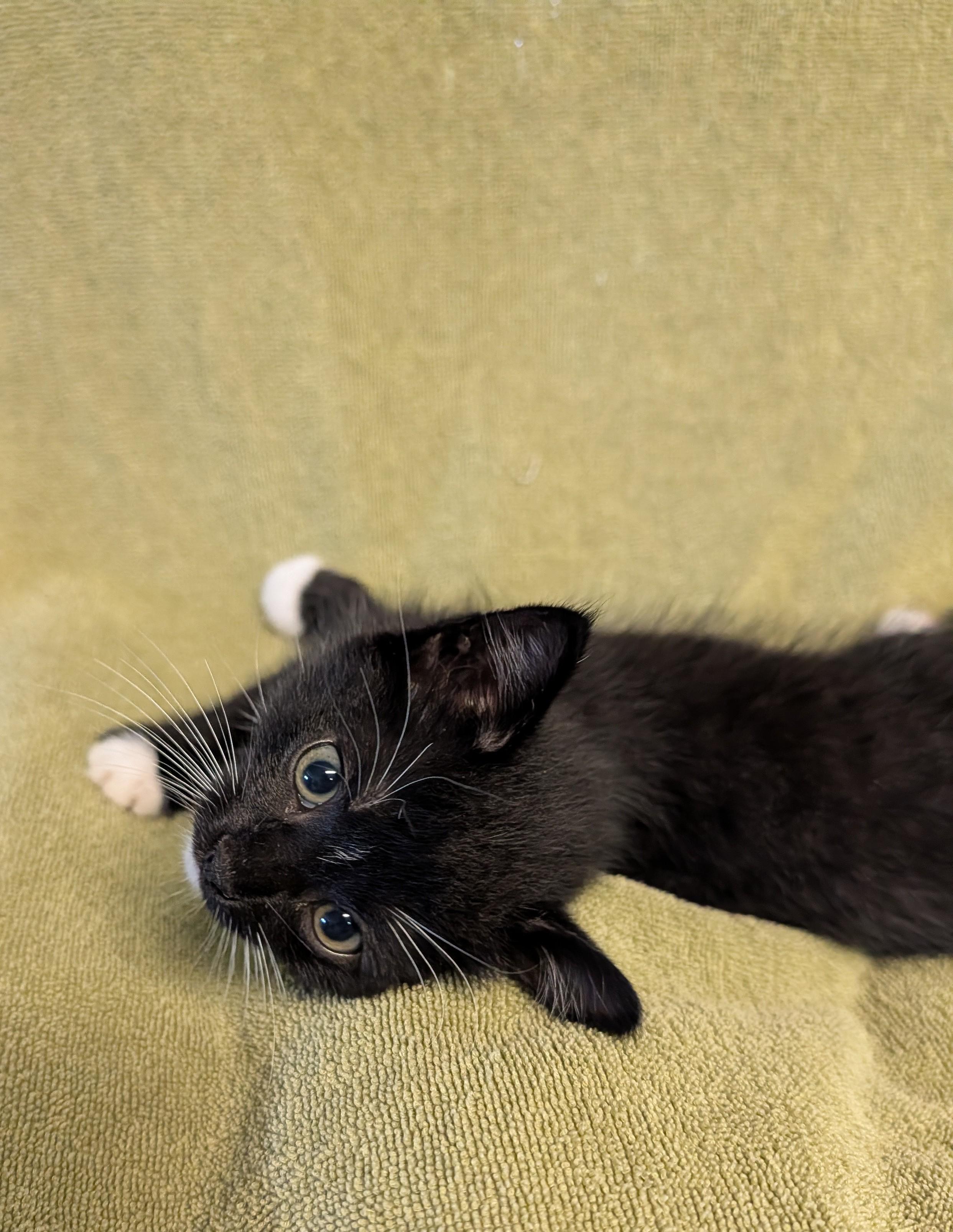 Piper, a ADOPTABLE Domestic Short Hair in Brockport, NY image 4/5