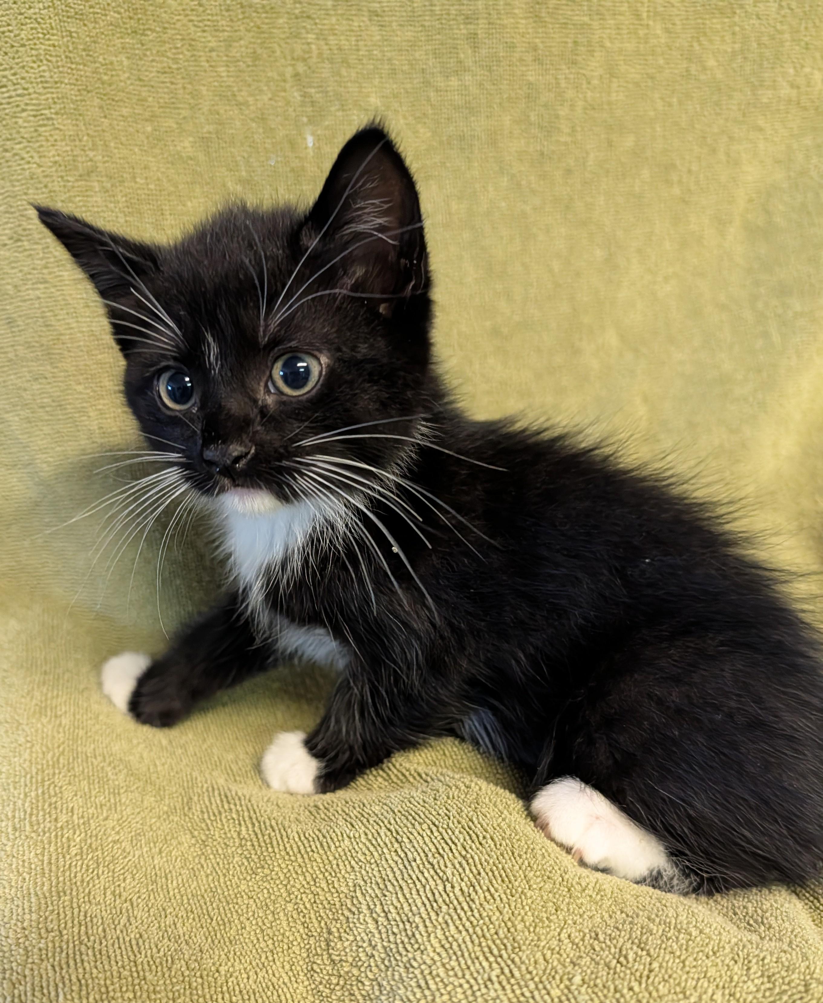 Piper, a ADOPTABLE Domestic Short Hair in Brockport, NY image 5/5