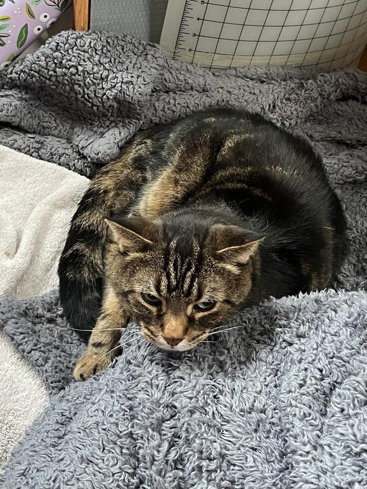 Tony, Adoptable, Adult Male Domestic Short Hair.