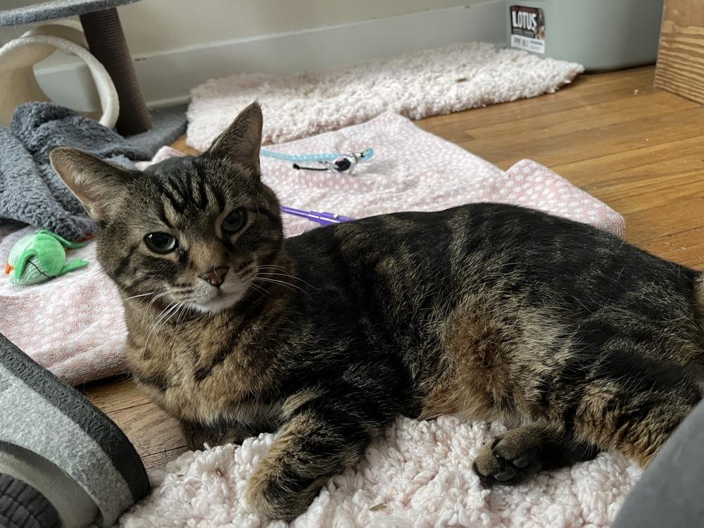 Tony, Adoptable, Adult Male Domestic Short Hair.