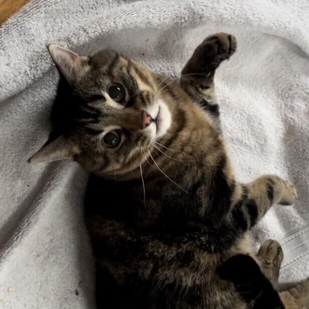 Tony, a Adoptable Domestic Short Hair in Clinton Township, MI image 2/5