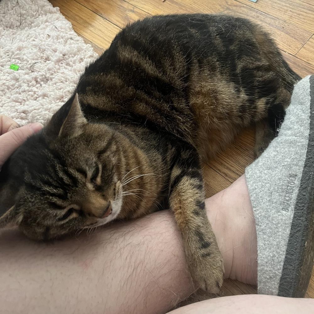 Tony, a Adoptable Domestic Short Hair in Clinton Township, MI image 3/5