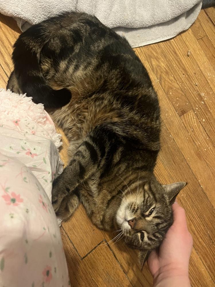 Tony, Adoptable, Adult Male Domestic Short Hair.