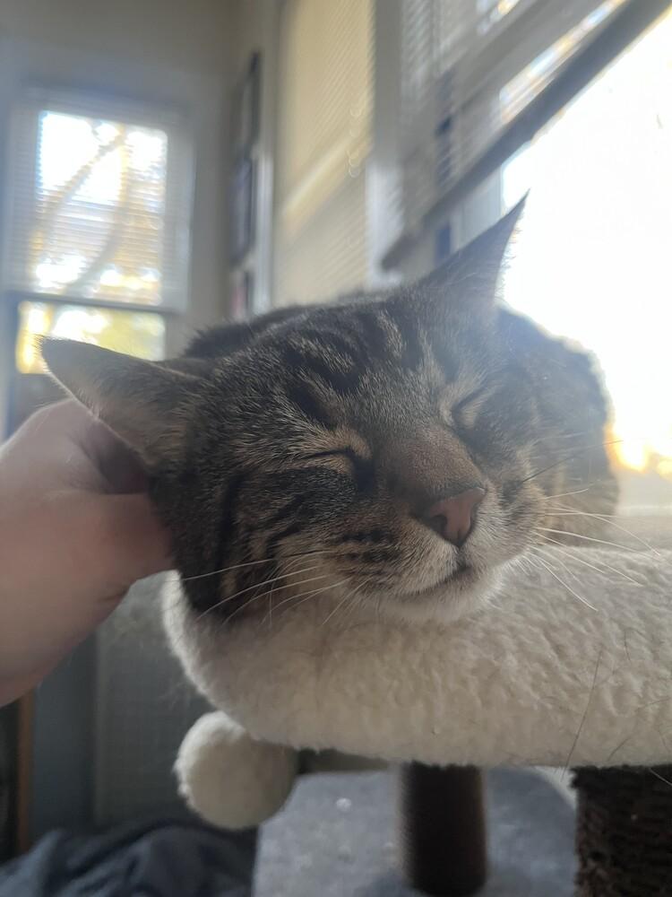 Enlarge Tony, a Adoptable Domestic Short Hair in Clinton Township, MI image 5/6