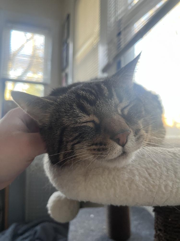 Enlarge Tony, a Adoptable Domestic Short Hair in Clinton Township, MI image 6/6