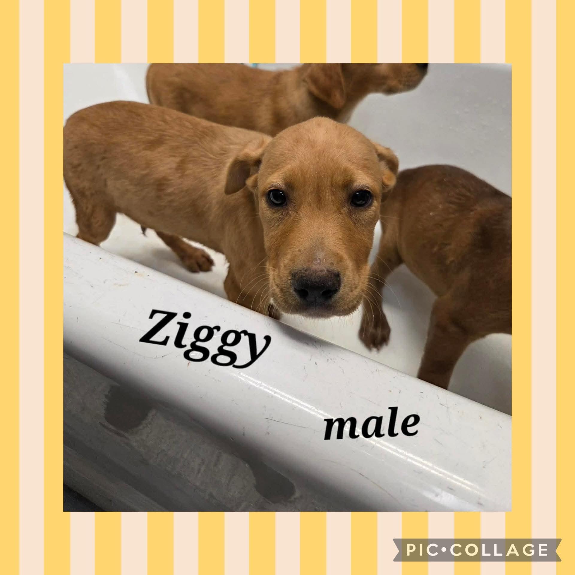 Ziggy, ADOPTABLE, Puppy Male Labrador Retriever.