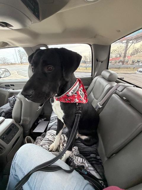 Enlarge SIR TRASH PANDA, a Adoptable mixed breed in Rome, GA image 3/4
