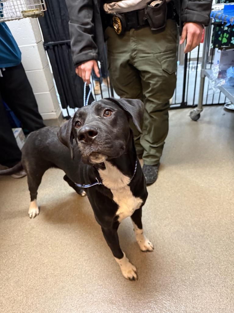 Enlarge SIR TRASH PANDA, a Adoptable mixed breed in Rome, GA image 4/4