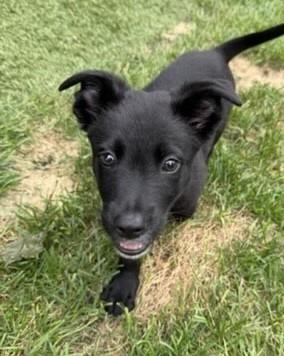 Ziggy, an adoptable mixed breed in Palatine, IL image 2/3