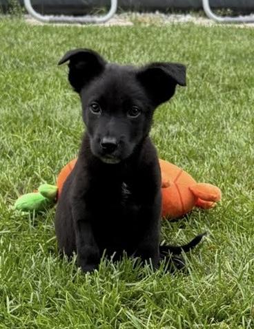 Ziggy, adoptable, Puppy Male Shepherd & Mixed Breed.