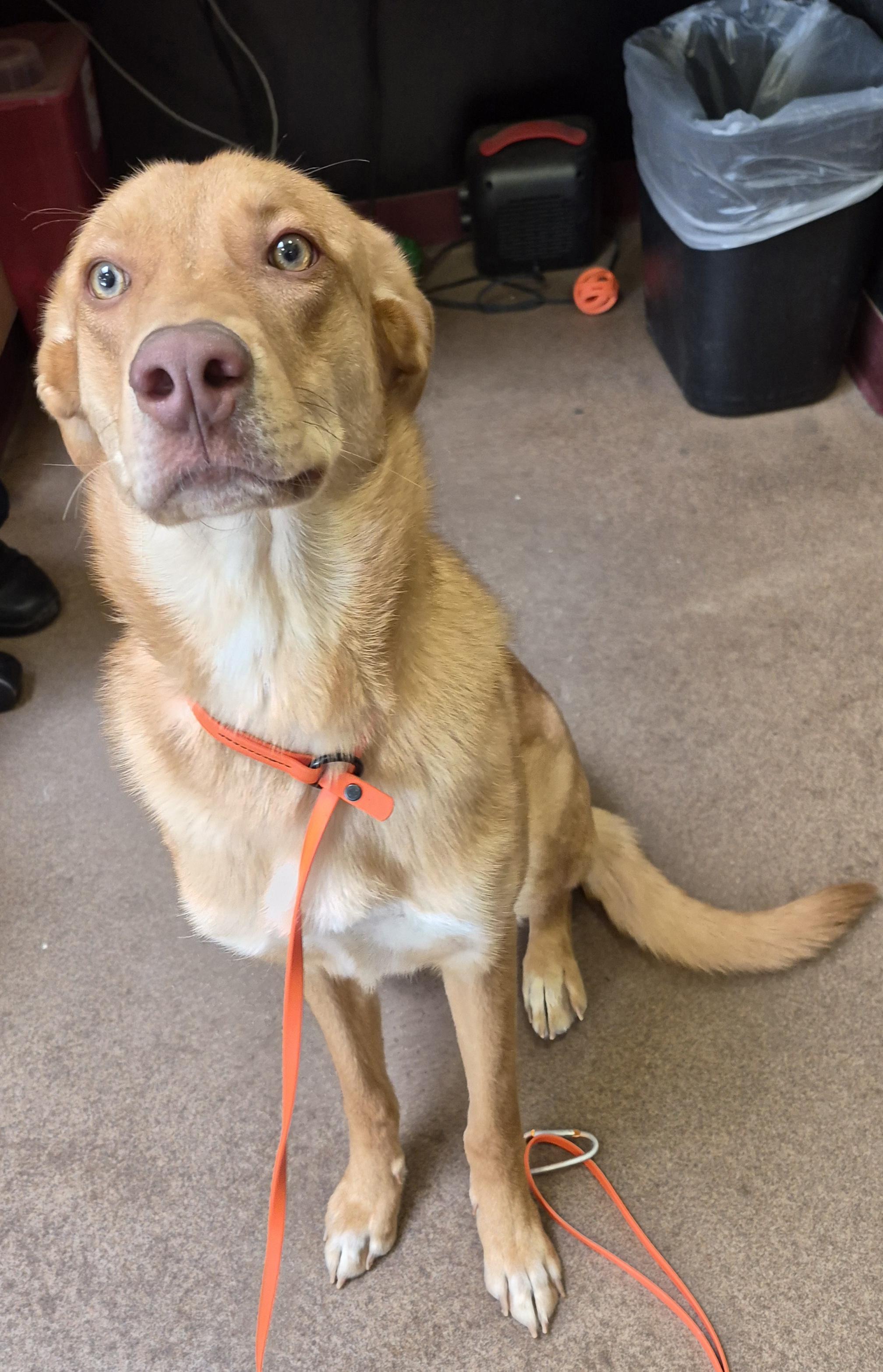 Minnie, Adoptable, Adult Female Labrador Retriever & Australian Cattle Dog / Blue Heeler.