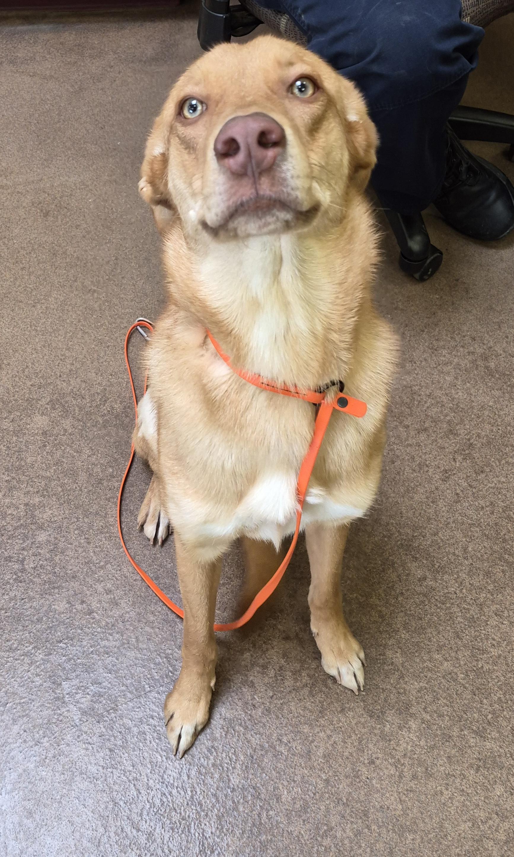 Enlarge Minnie, a Adoptable mixed breed in Sierra Vista, AZ image 2/2