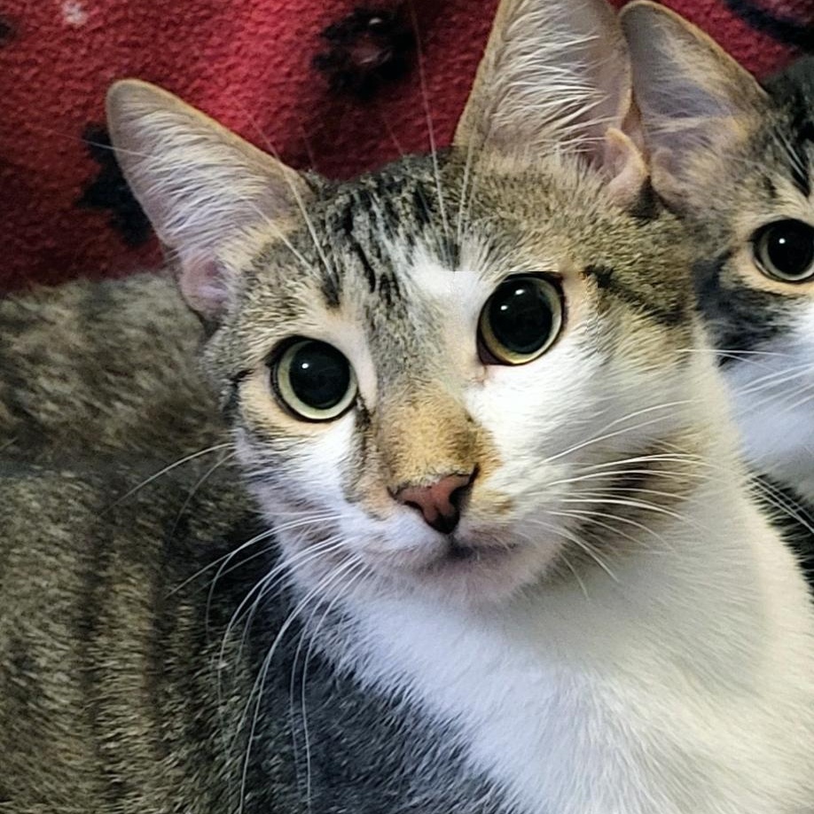 Nicholas, an adopted Domestic Short Hair in Scarborough, ON_image-1