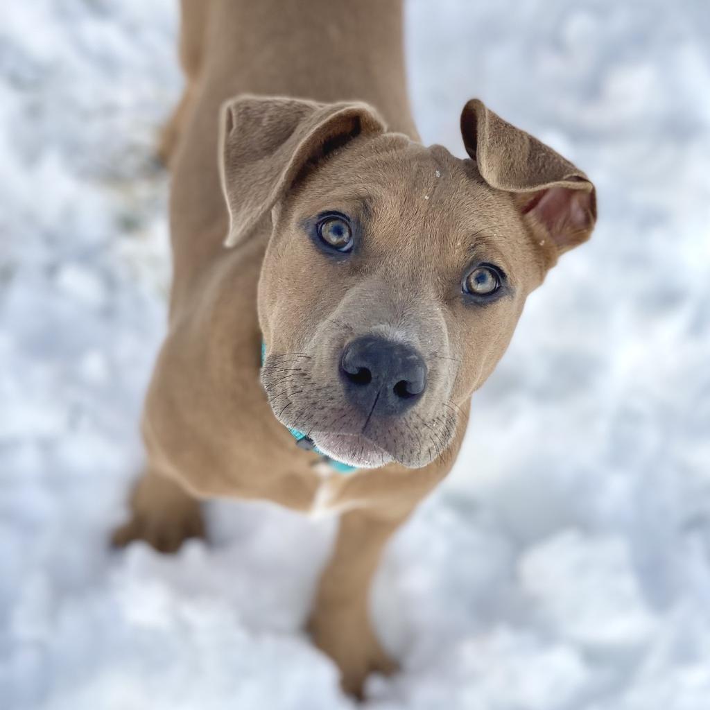 Enlarge Autumn, a Adoptable mixed breed in Decorah, IA image 1/1