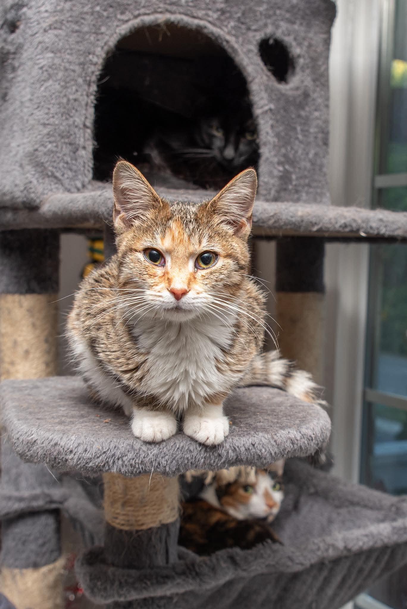 Enlarge Olivia, a Adoptable Domestic Short Hair in Huntley, IL image 1/3