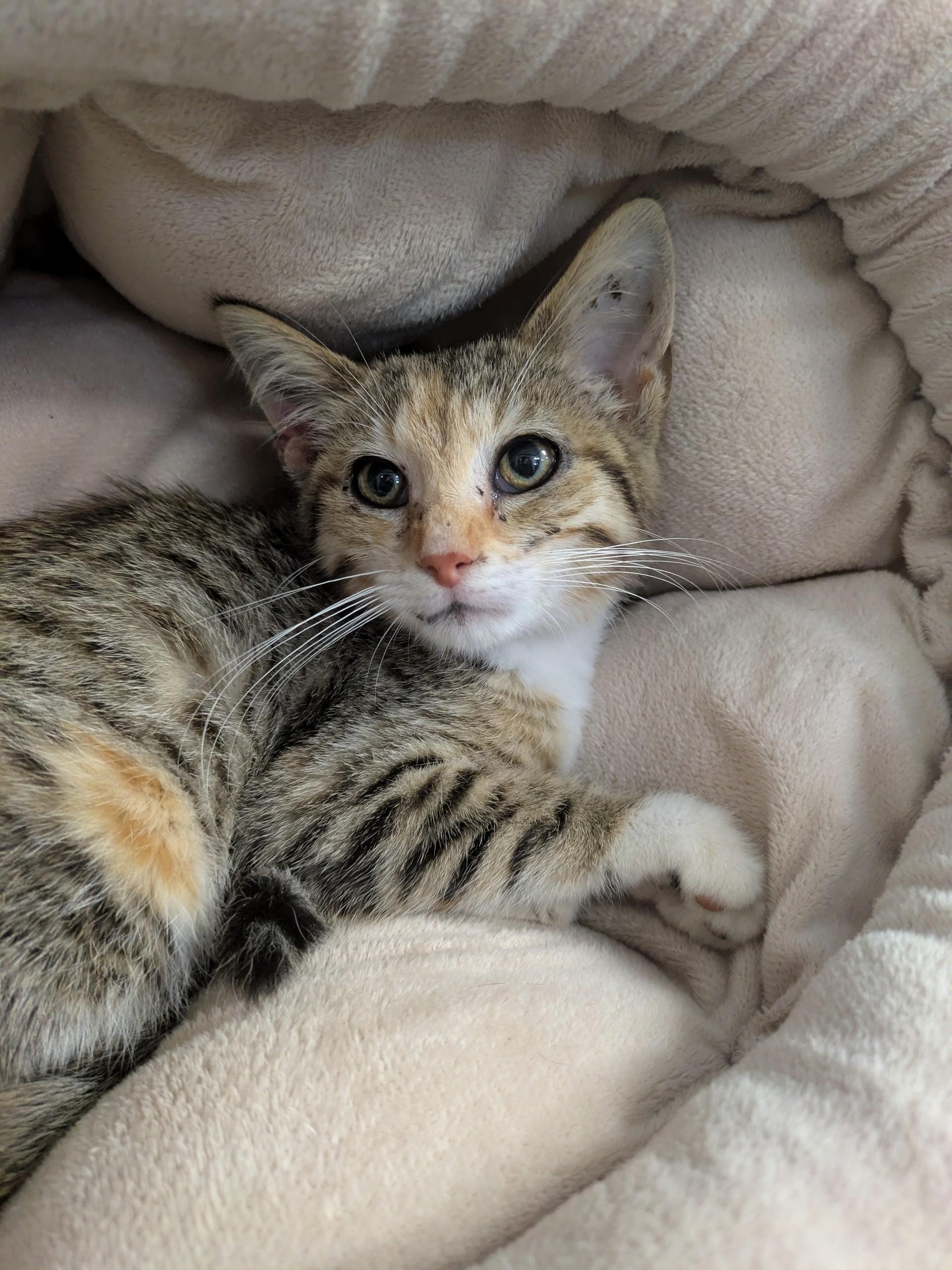 Enlarge Olivia, a Adoptable Domestic Short Hair in Huntley, IL image 2/3