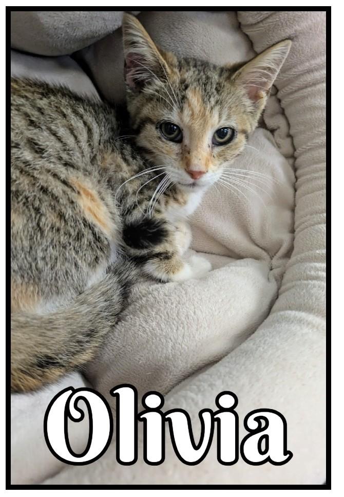 Olivia — thumbnail 3