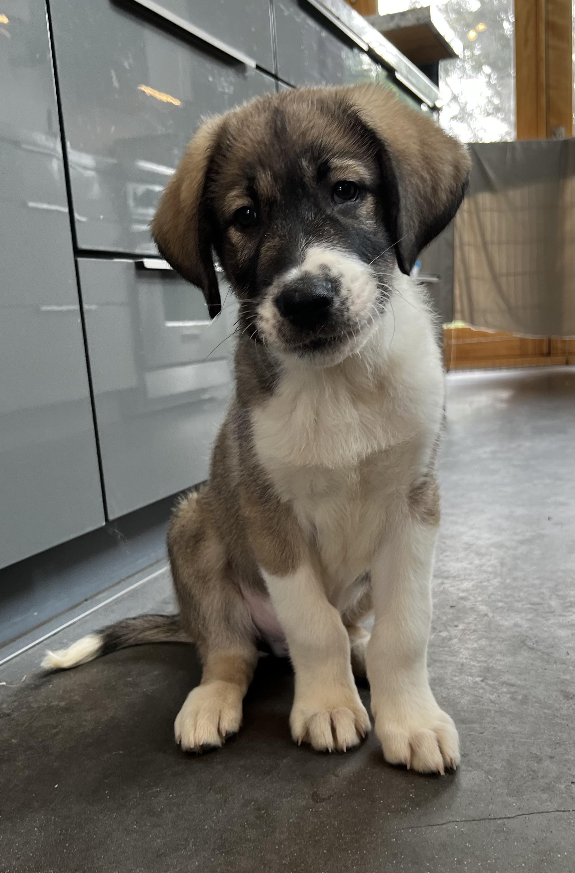 Enlarge Alex, a Adopted mixed breed in Bellflower, CA image 1/6