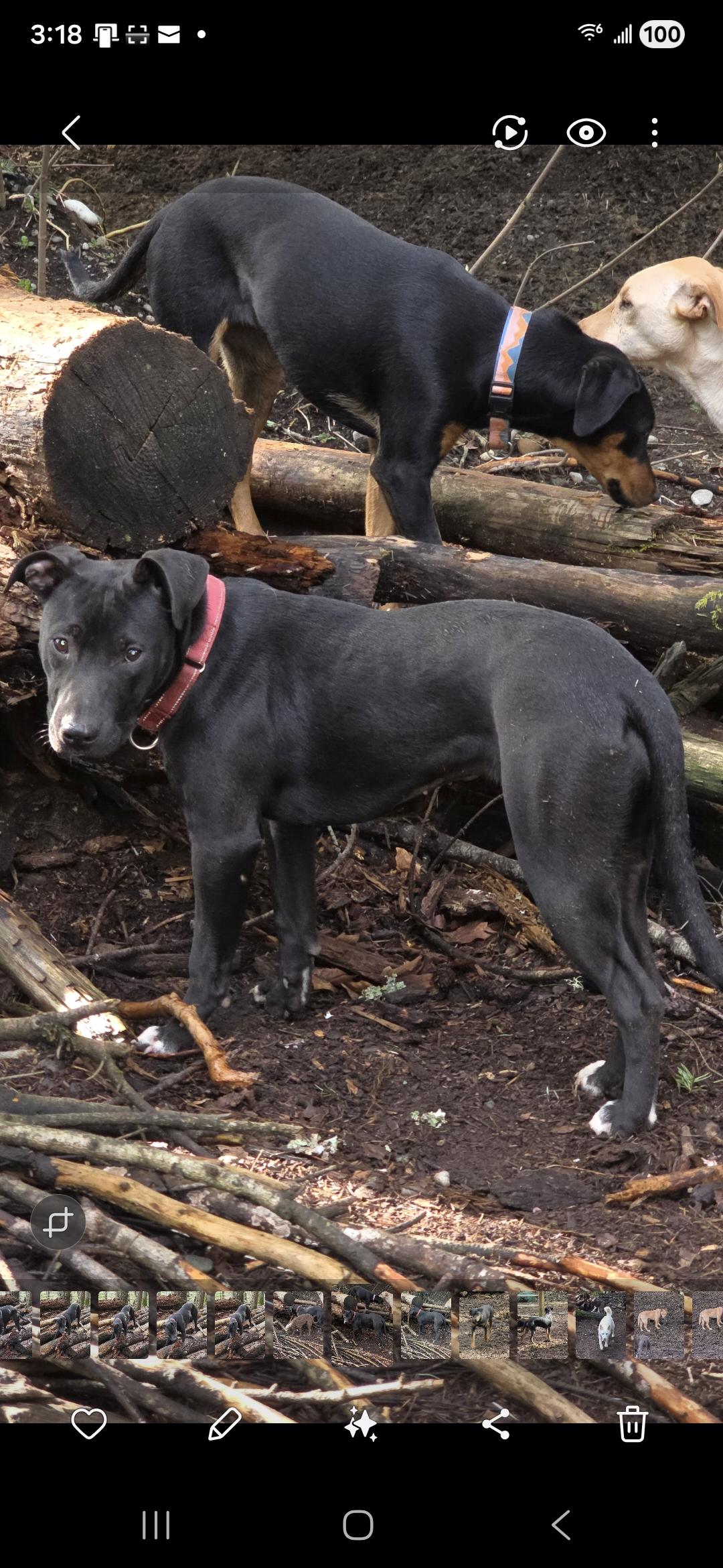 Enlarge Charlie, a Adoptable mixed breed in Port Angeles, WA image 2/4