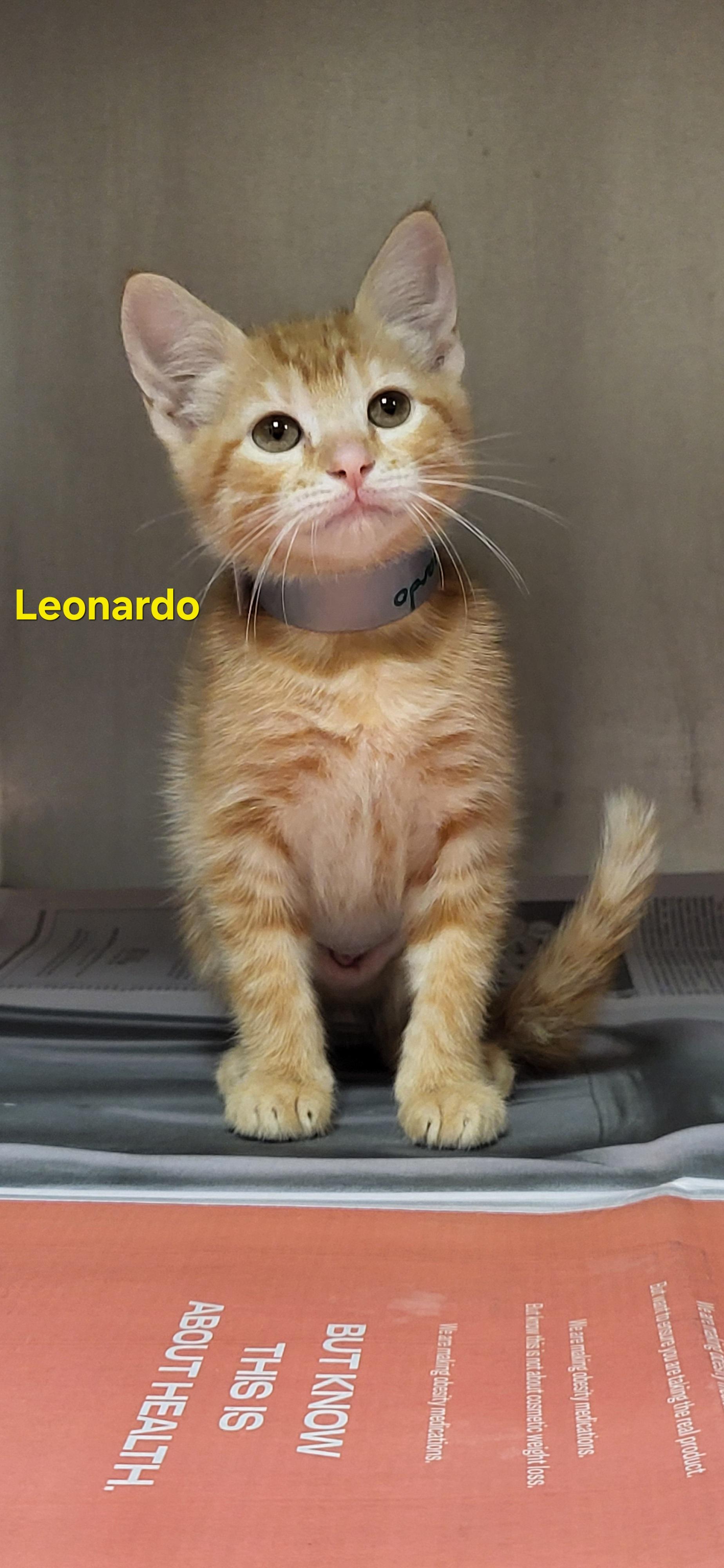 Leonardo , ADOPTABLE, Kitten Female Domestic Short Hair.