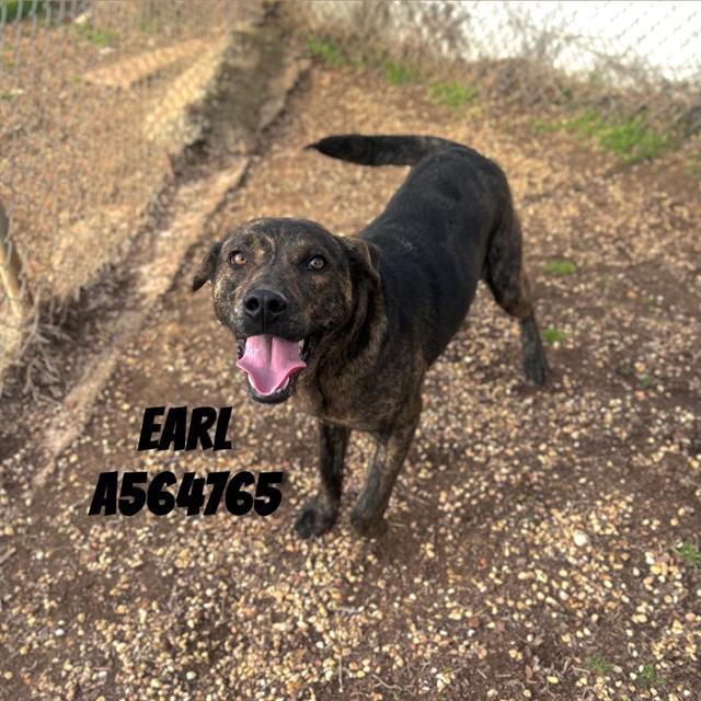Enlarge EARL, a Adoptable mixed breed in Huntsville, AL image 1/1