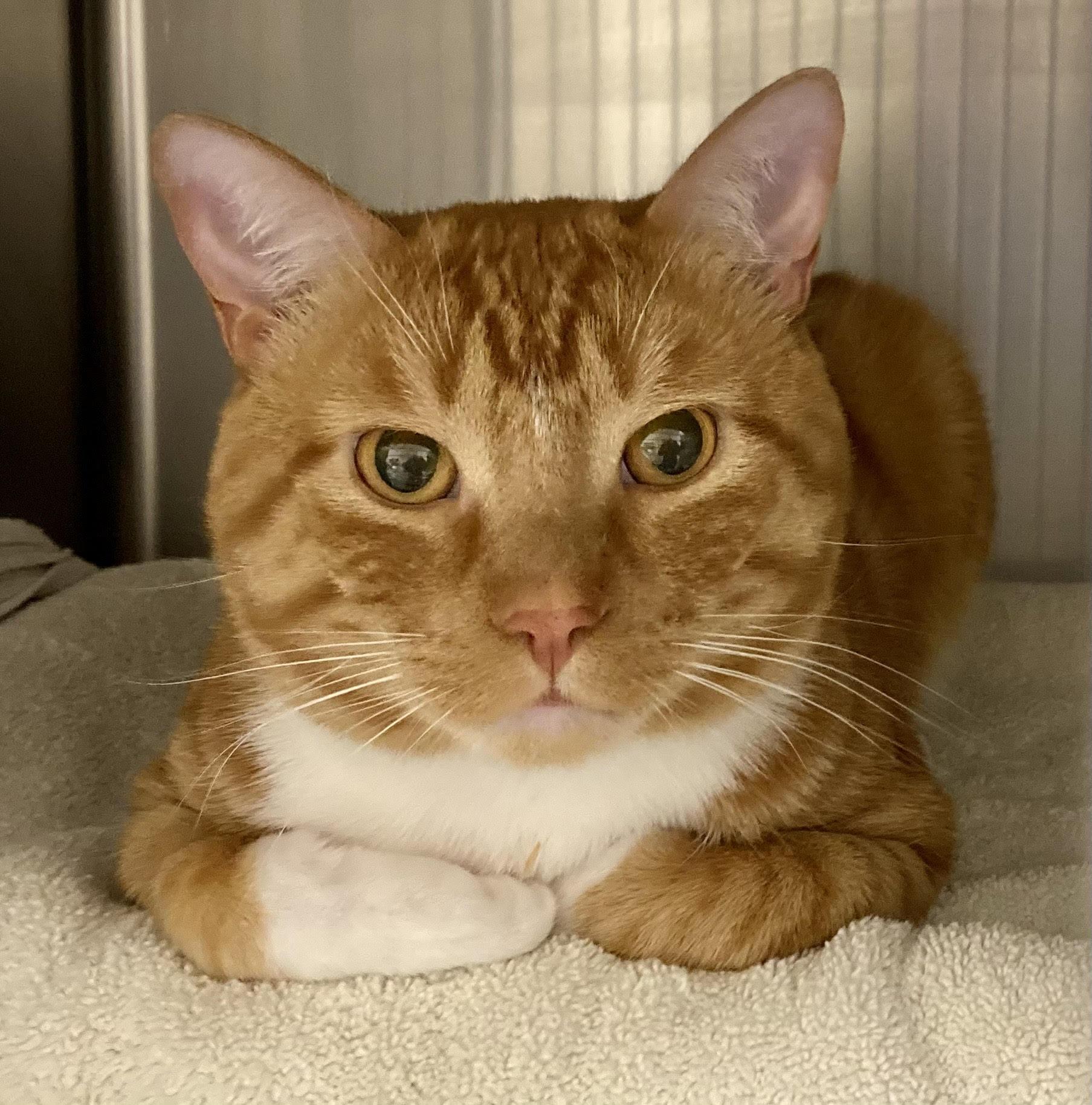 Craig, an adoptable Domestic Short Hair in Boise, ID, 83709 | Photo Image 2