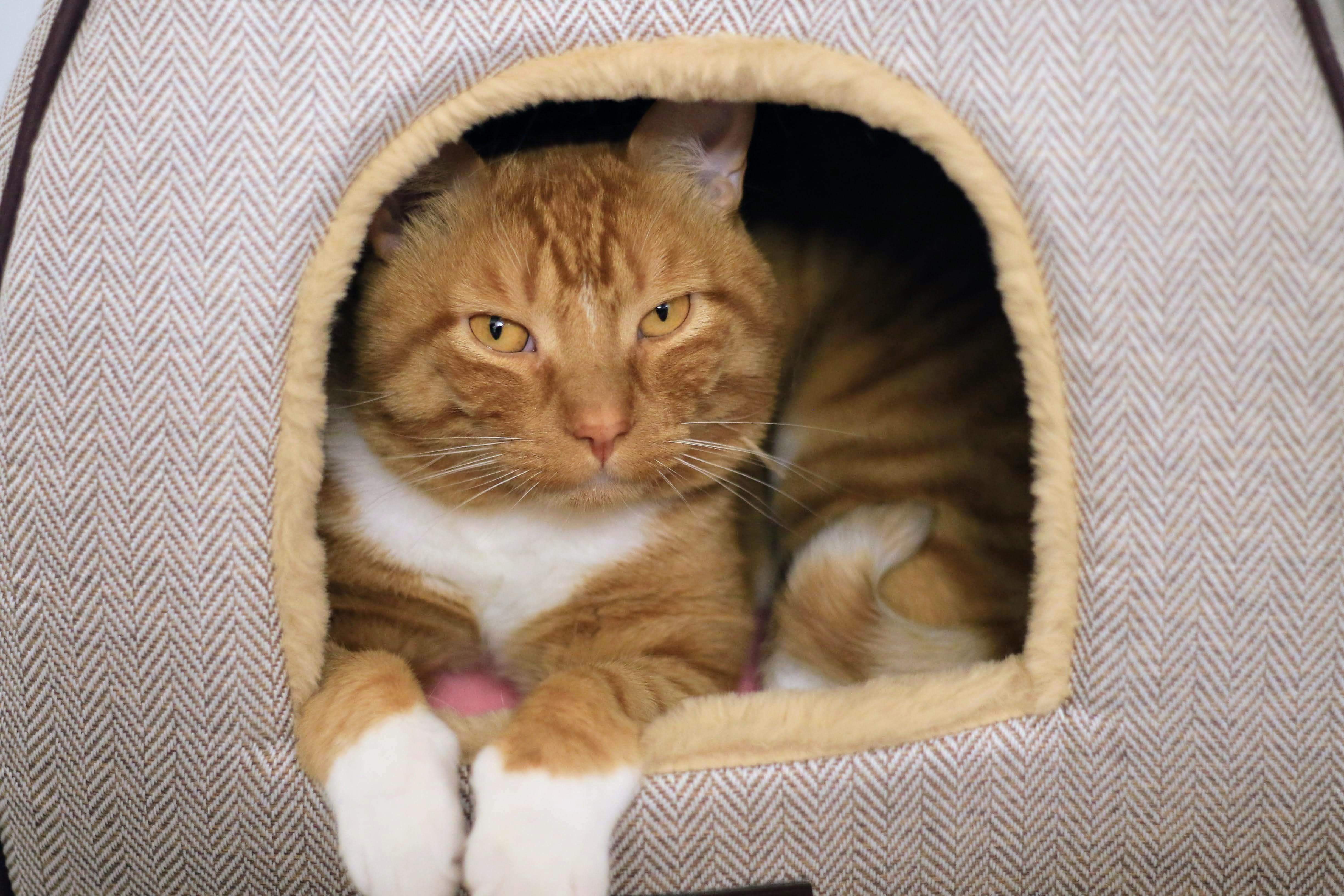 Craig, an adoptable Domestic Short Hair in Boise, ID, 83709 | Photo Image 2