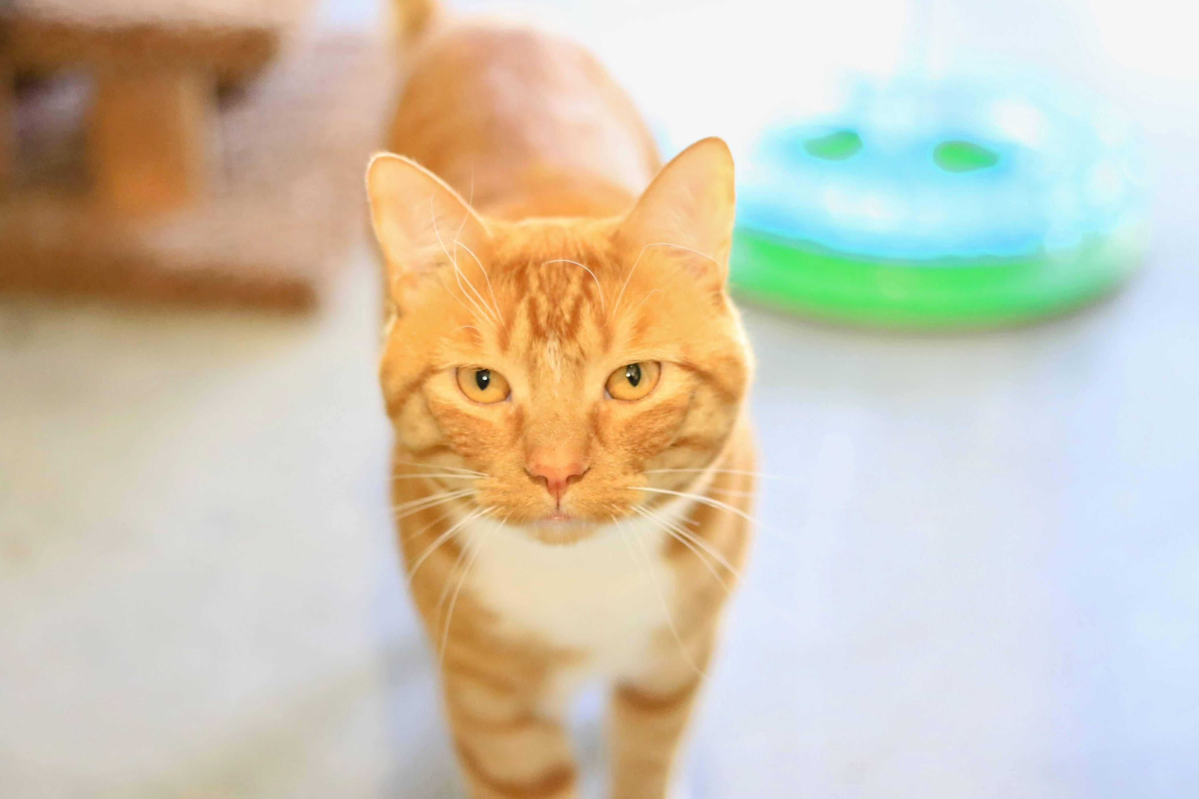 Craig, an adoptable Domestic Short Hair in Boise, ID, 83709 | Photo Image 1