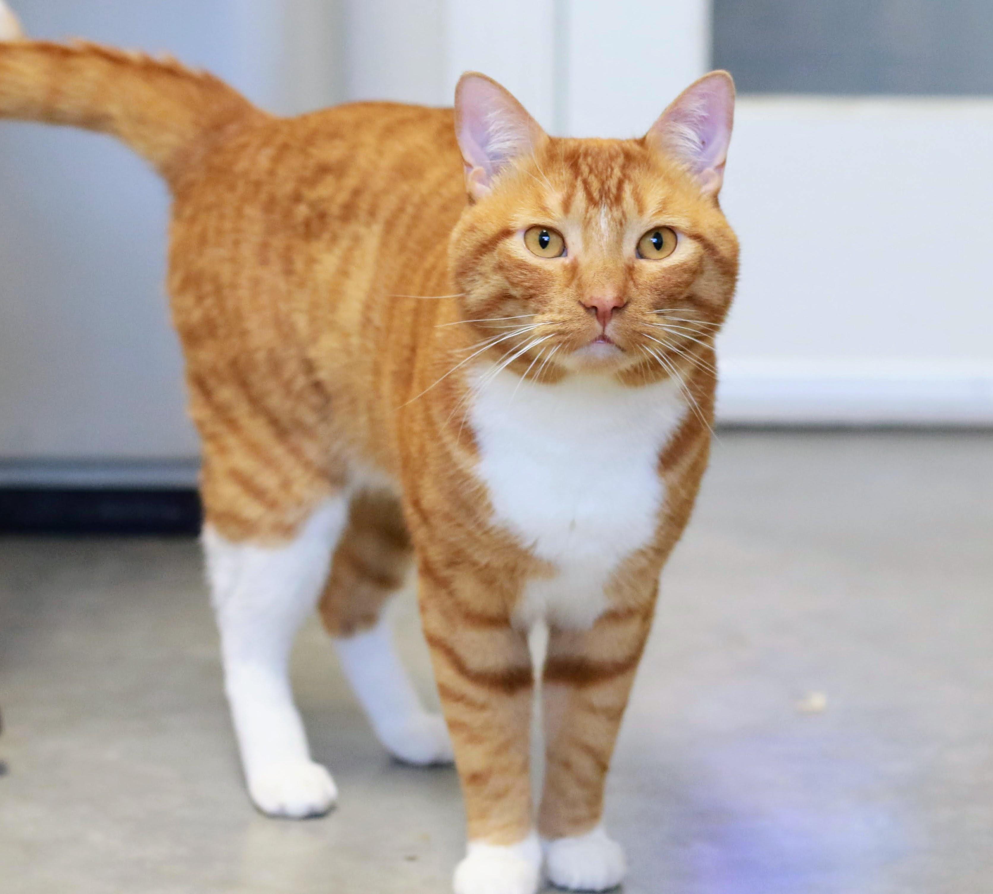 Craig, an adoptable Domestic Short Hair in Boise, ID, 83709 | Photo Image 1