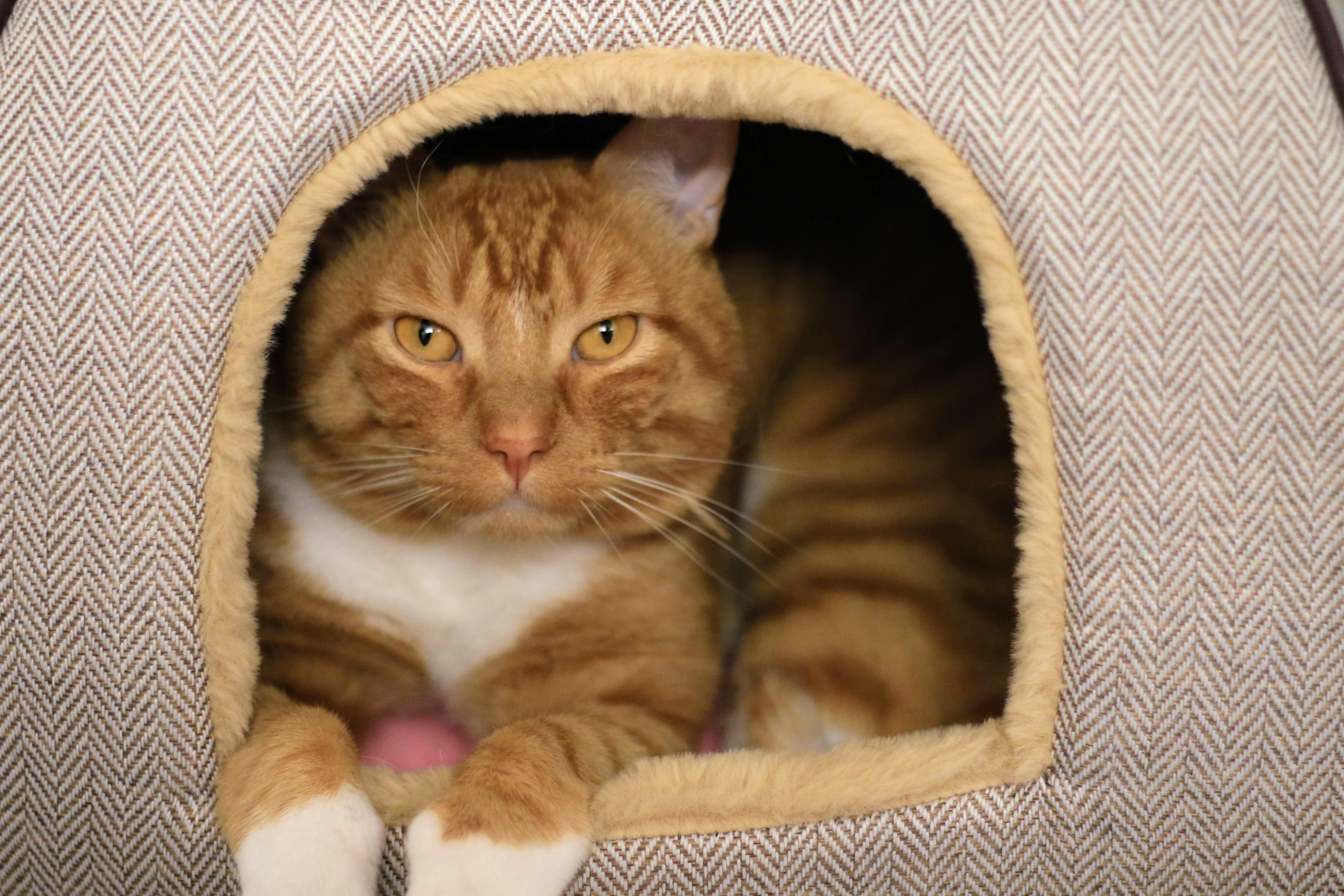 Craig, an adoptable Domestic Short Hair in Boise, ID, 83709 | Photo Image 4