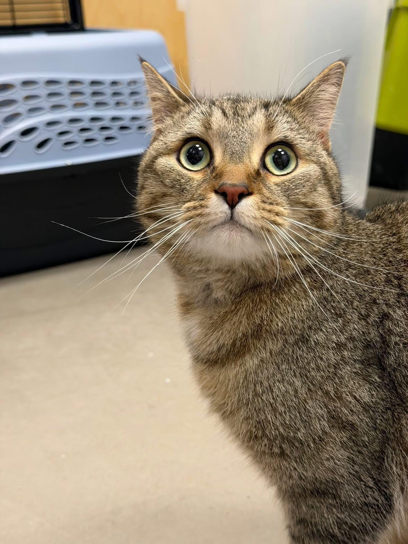Enlarge Freddie, a ADOPTABLE Domestic Short Hair in Staten Island, NY image 1/6