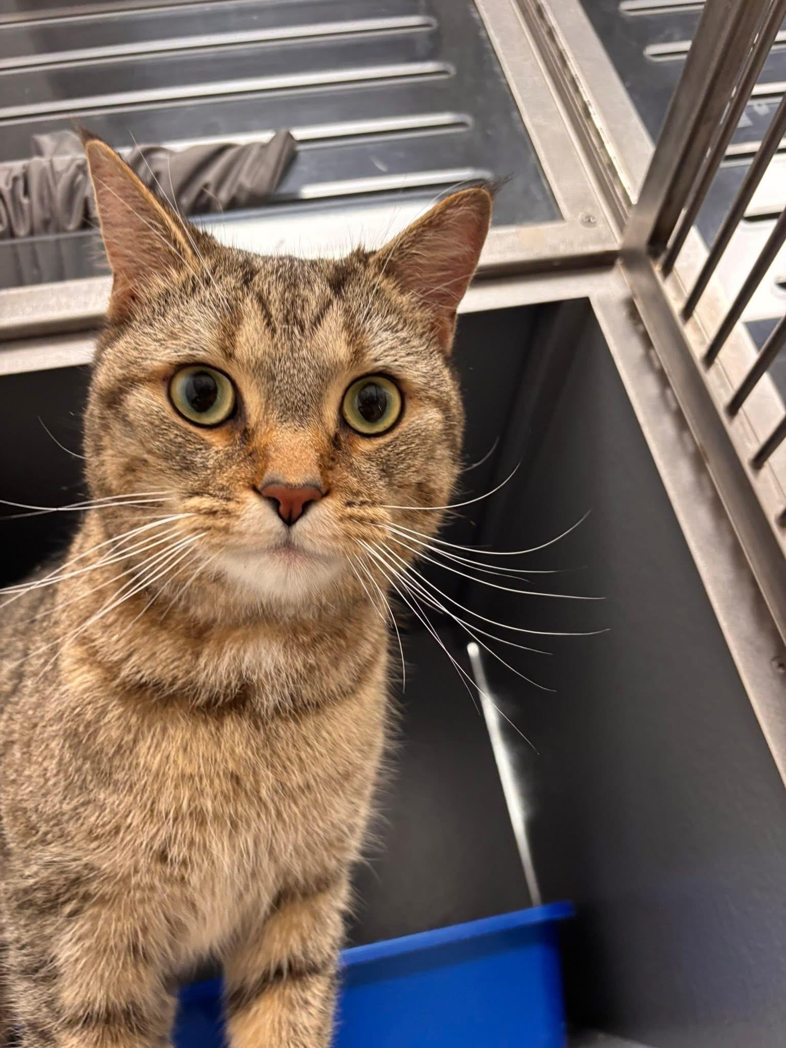 Enlarge Freddie, a ADOPTABLE Domestic Short Hair in Staten Island, NY image 5/6