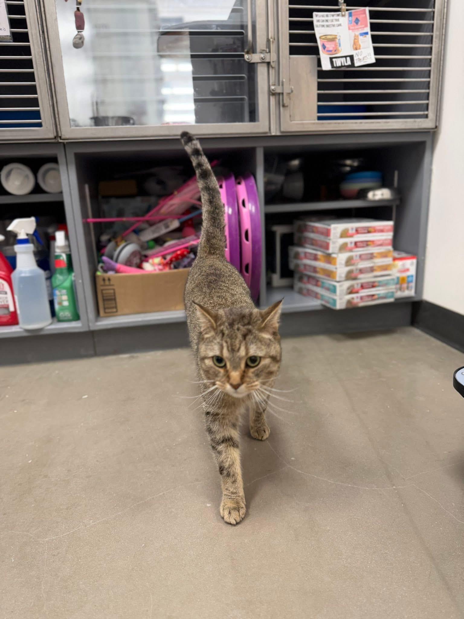 Enlarge Freddie, a ADOPTABLE Domestic Short Hair in Staten Island, NY image 4/6