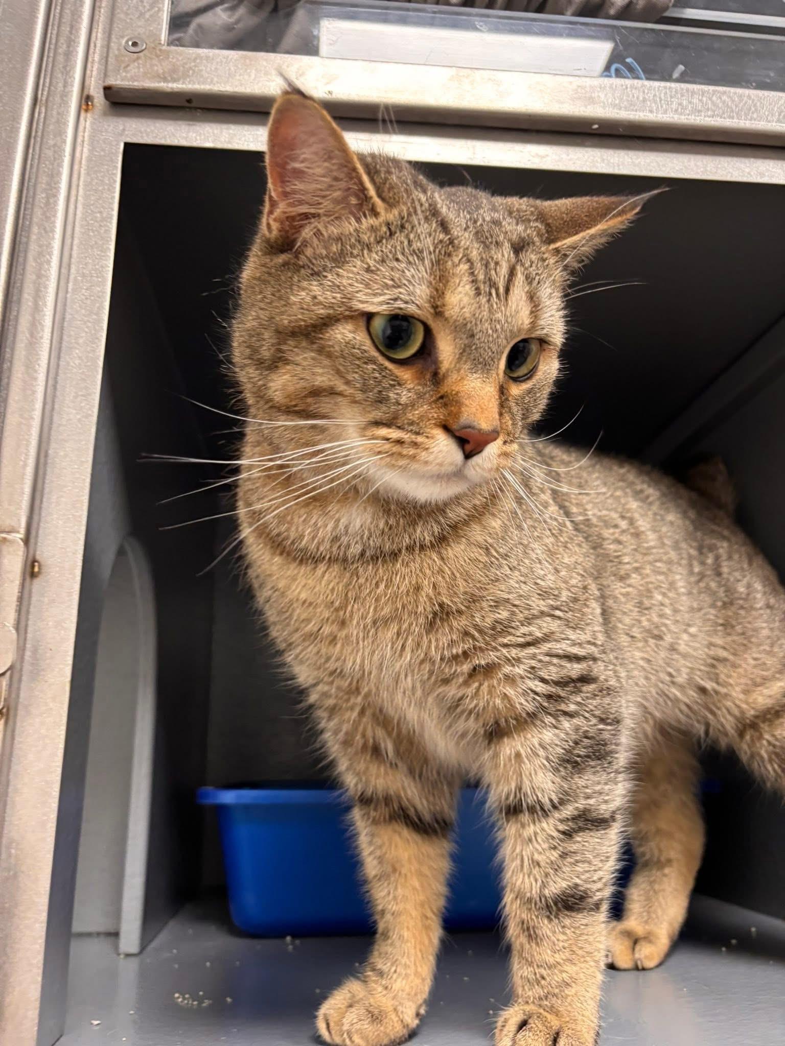 Enlarge Freddie, a ADOPTABLE Domestic Short Hair in Staten Island, NY image 6/6
