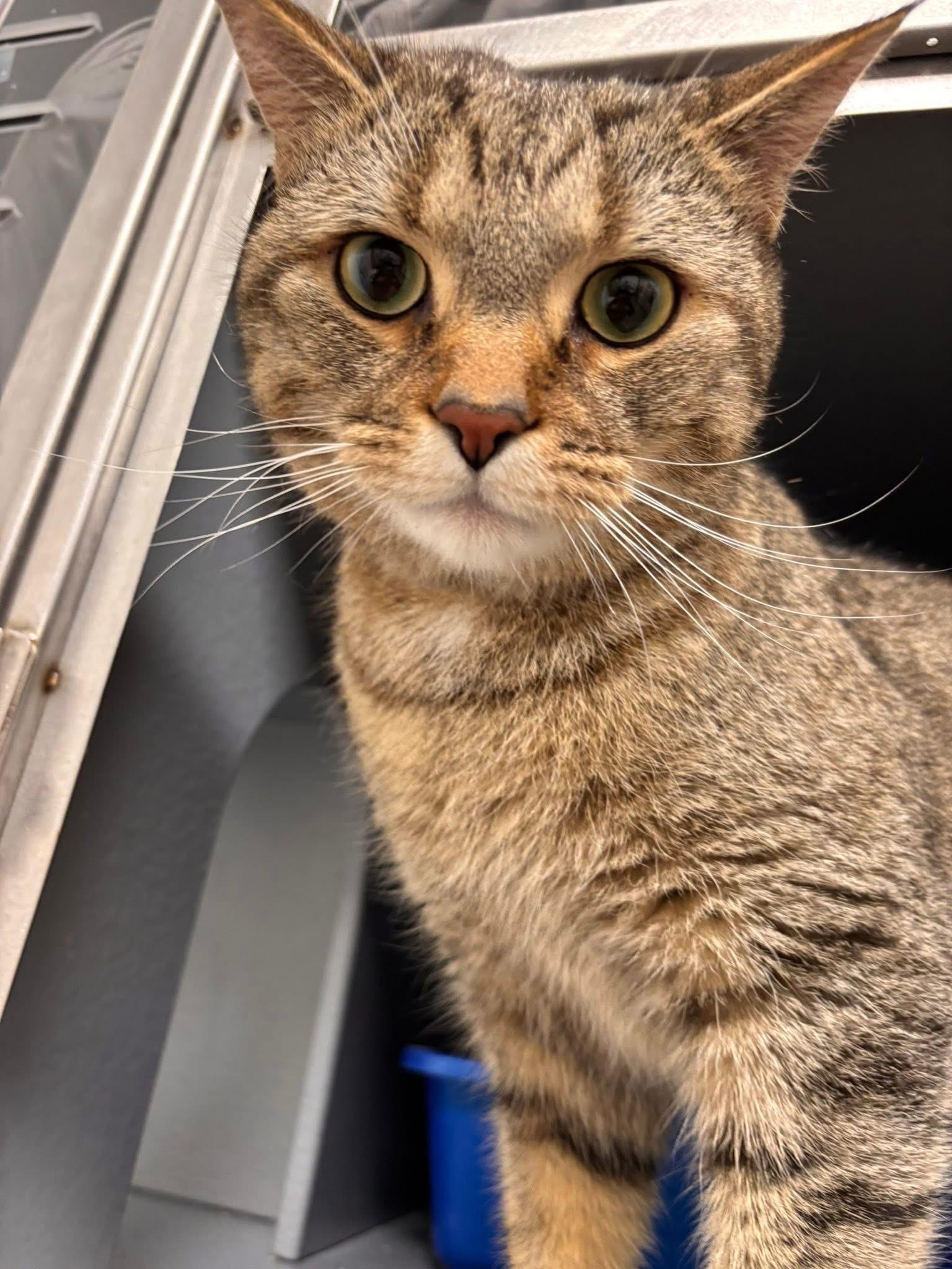 Enlarge Freddie, a ADOPTABLE Domestic Short Hair in Staten Island, NY image 2/6