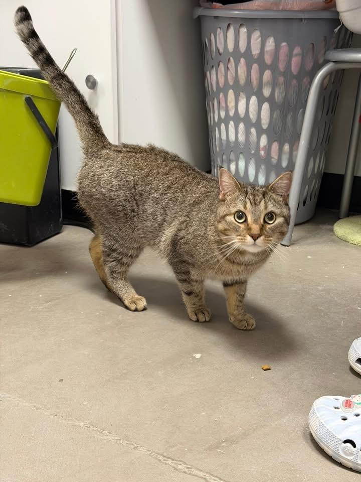 Enlarge Freddie, a ADOPTABLE Domestic Short Hair in Staten Island, NY image 3/6