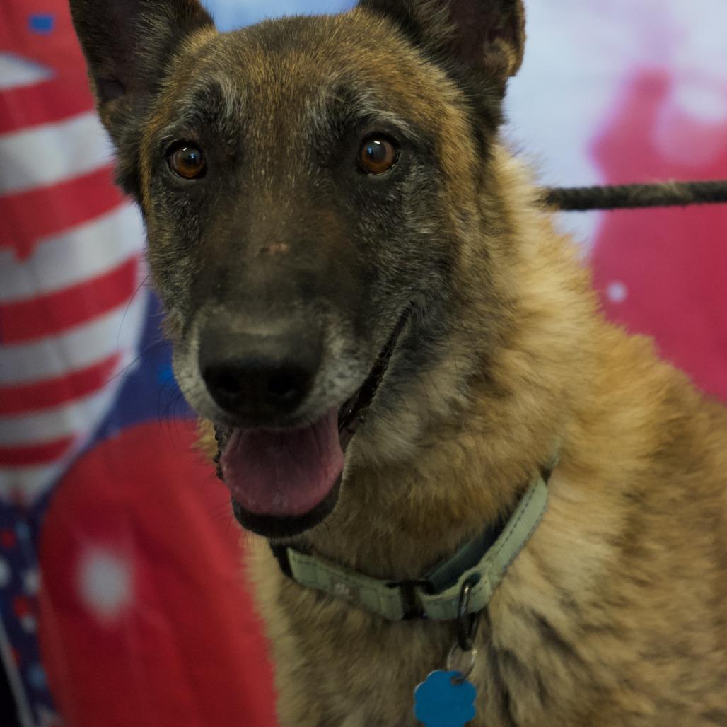 Walter, Adoptable, Senior Male Belgian Shepherd / Malinois.