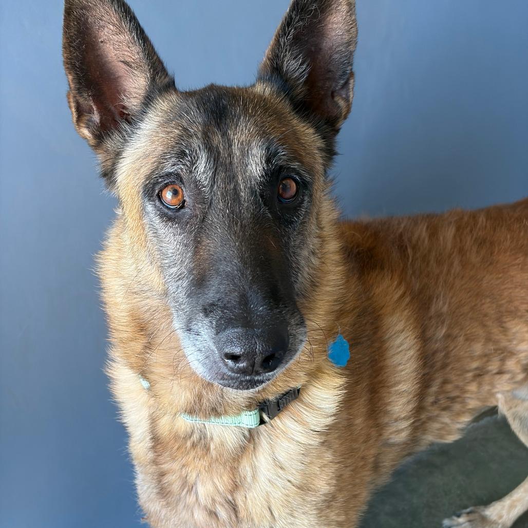 Enlarge Walter, a Adoptable Belgian Shepherd / Malinois in Show Low, AZ image 2/3