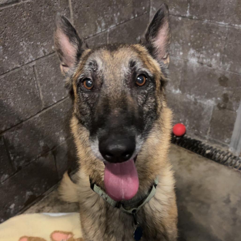 Enlarge Walter, a Adoptable Belgian Shepherd / Malinois in Show Low, AZ image 3/3