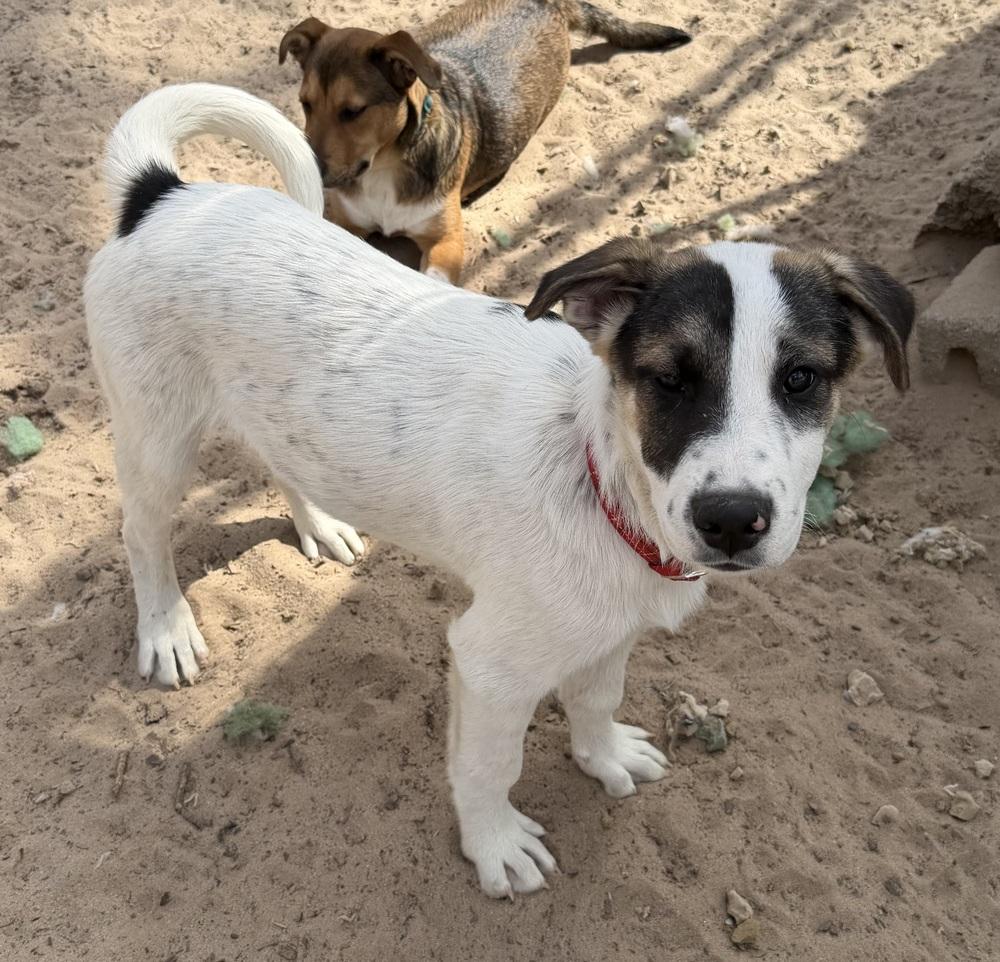 Enlarge Moose, a Adoptable mixed breed in Seguin, TX image 1/6