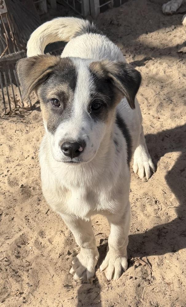 Enlarge Moose, a Adoptable mixed breed in Seguin, TX image 4/6