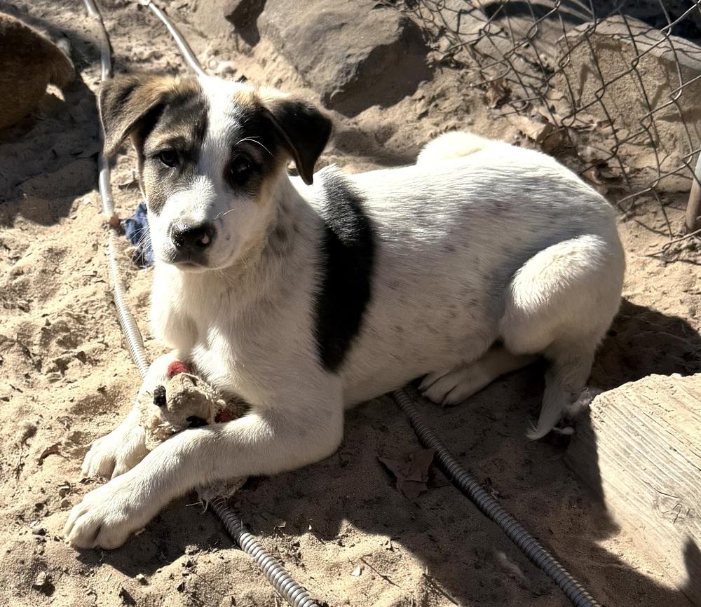 Enlarge Moose, a Adoptable mixed breed in Seguin, TX image 5/6