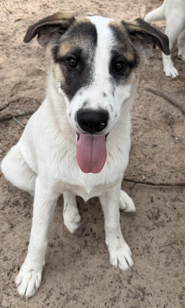 Moose, a Adoptable mixed breed in Seguin, TX image 4/4