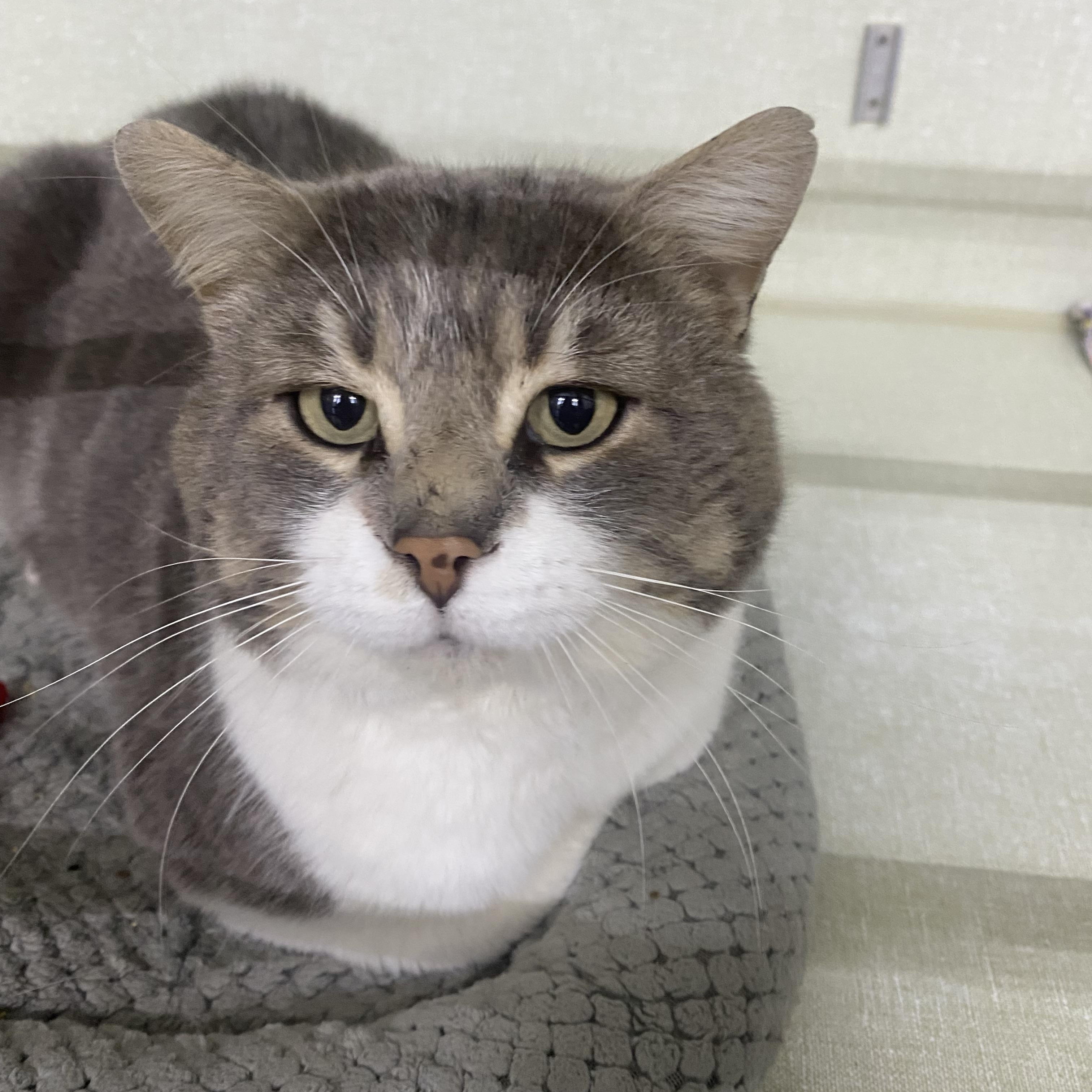 Mr. Rodgers, a ADOPTABLE Domestic Short Hair in Belleville, MI image 2/3